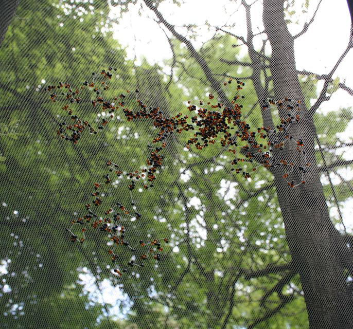 Dreamcatcher, 2006