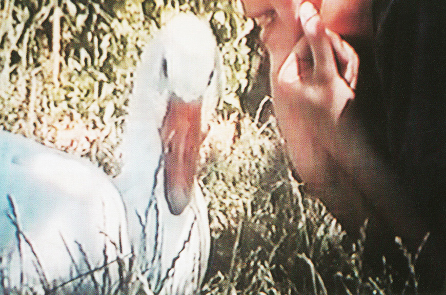 POV-Pseudo Oca Vulgaris, 2001