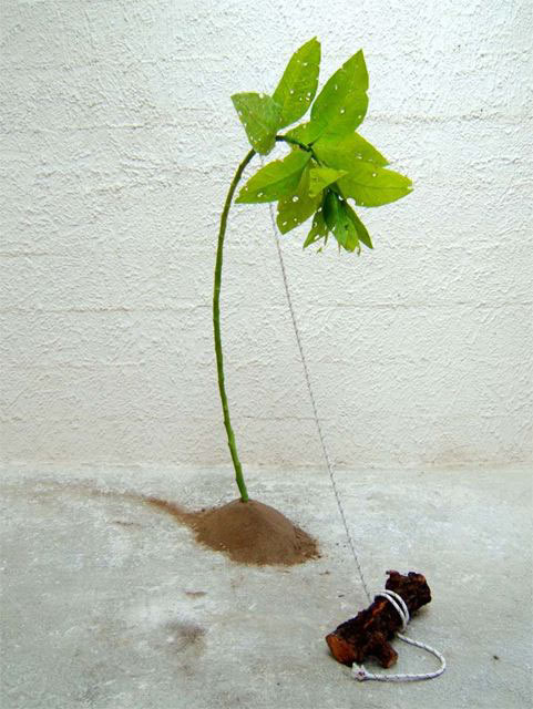 Suicide tree, 2004
