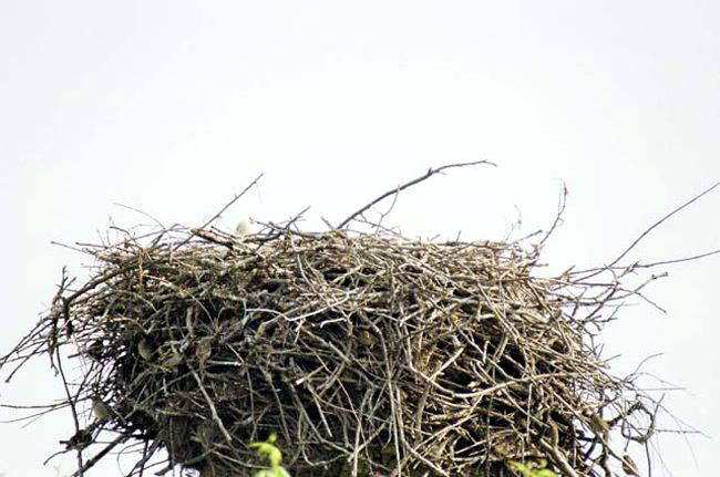 Sweet home – Il nido, 2004