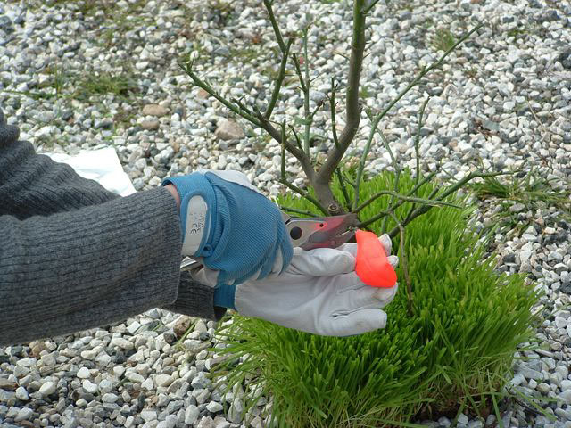 In-natura, 2005