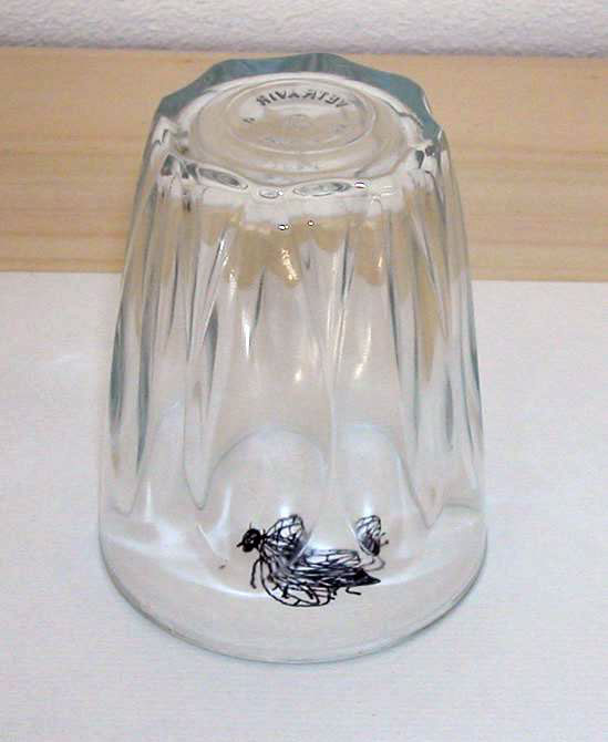Fly in the glass, 2008