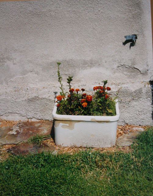 Garden in sils Maria, 2008