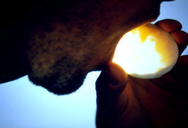 Pasto, 1997
