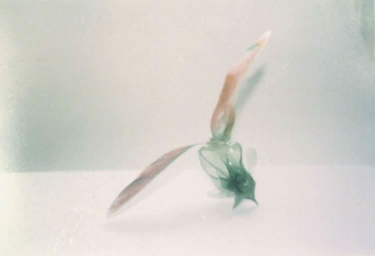 Winged seed, 1998