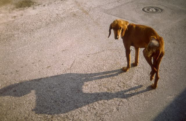 Ombra, 1996