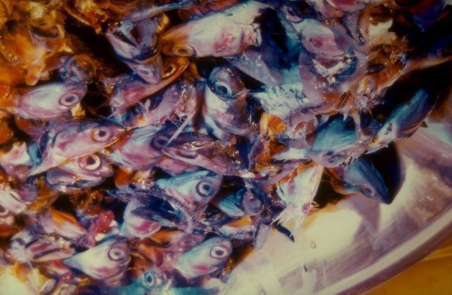 Decollazione, 1996