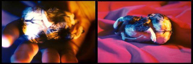Senza titolo, 1996