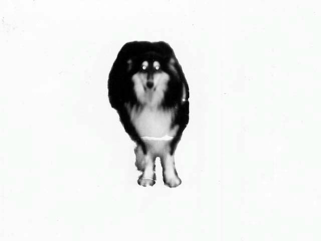 Tecniche di riciclo mediatico: Piccola zoologia domestica 2, 1995