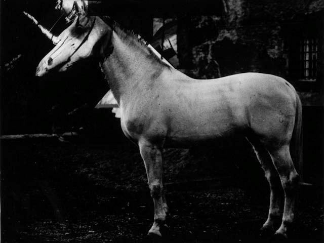 Metamorfosi 1 (Unicorno), 1994