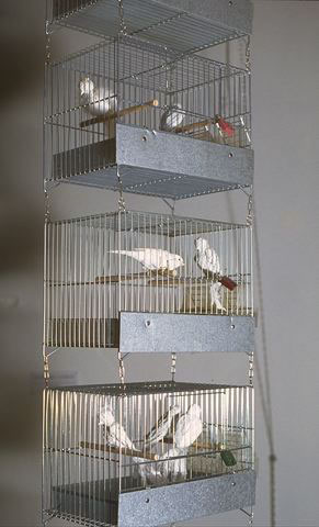 Uccelli, 1990