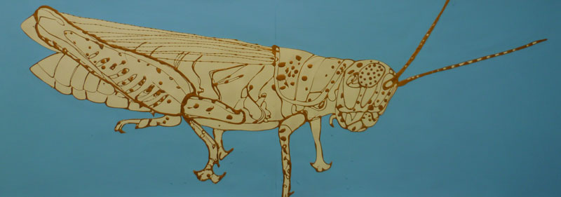 Grasshopper, 2010