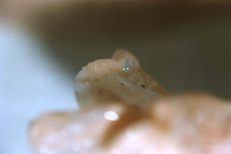 Autoritratto n. 6, 1999