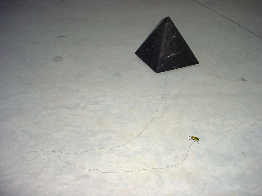 Poco più di una semisfera (Coelorrhina loricata), 2004