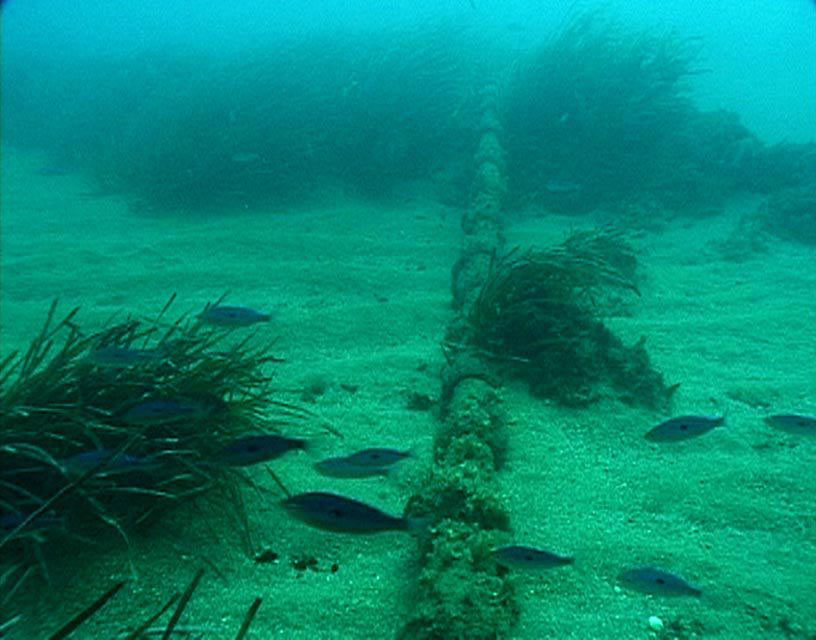Wired Under Water, 1999