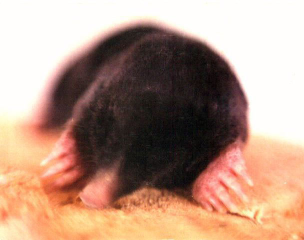 Talpa, 1995