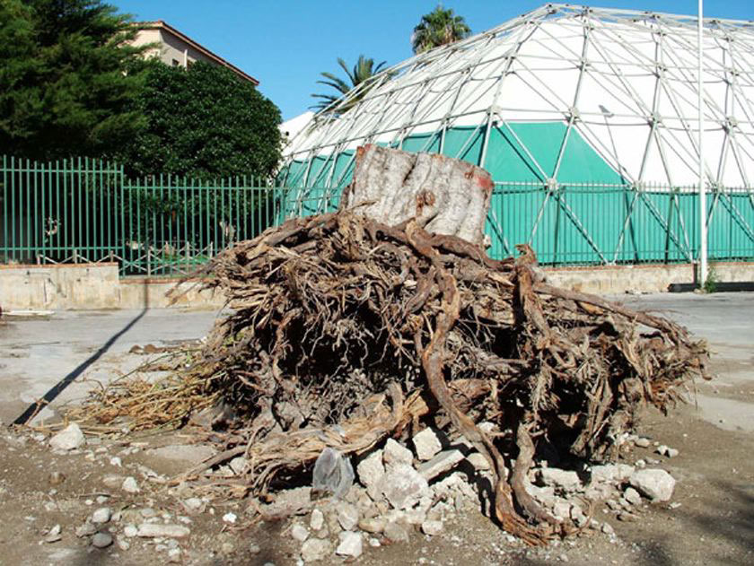 Roots, 2006