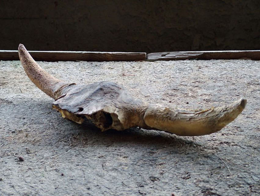 Skull, 2006