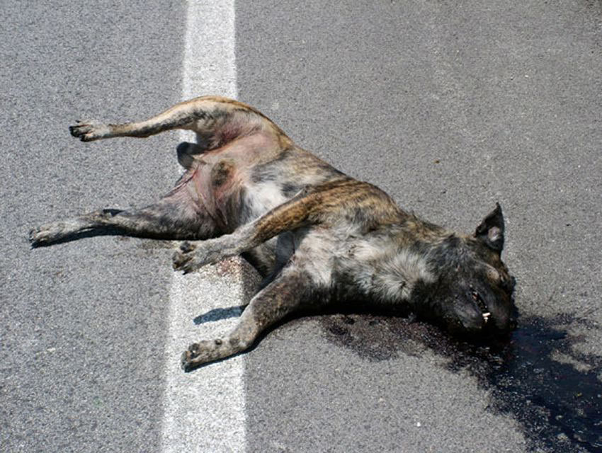 Dead Dog, 2006