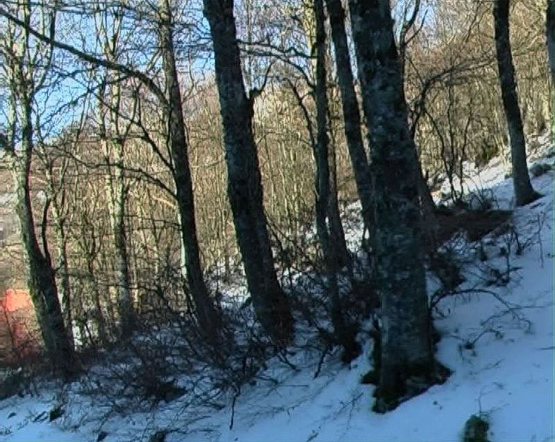 The Pine Float, 2007