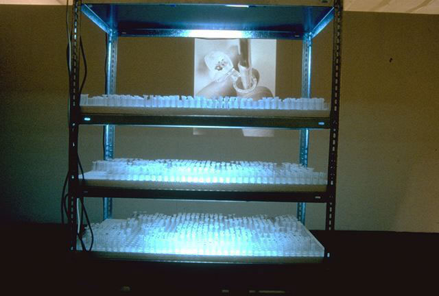 Eppendorfmania, 1995