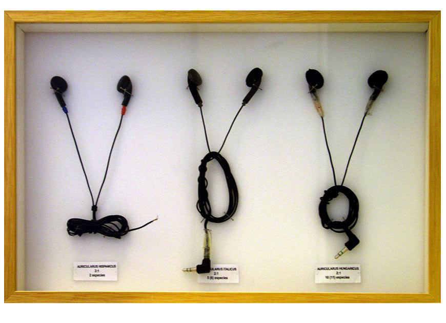 Auricularus, 2008