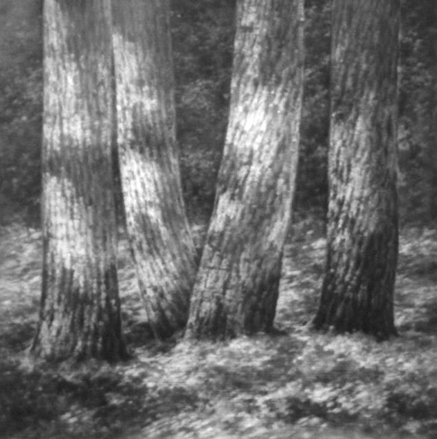 Paesaggio adottivo, 1999