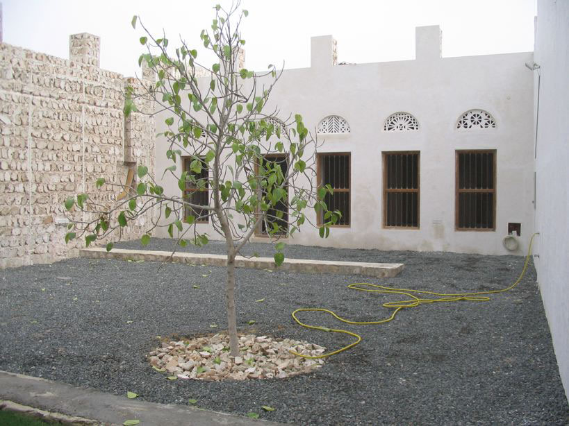 Landscape. Ficus Bengalis, 2007
